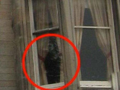 揭秘几百只狗在桥上自杀真相（全文）