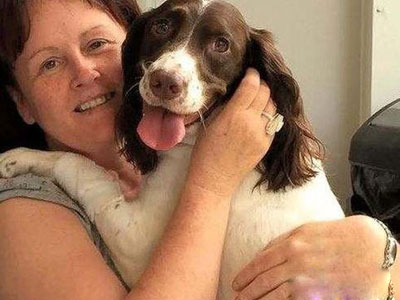 揭秘几百只狗在桥上自杀真相（全文）