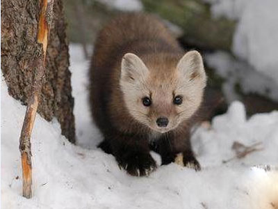 揭秘几百只狗在桥上自杀真相（全文）