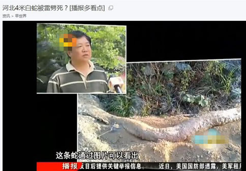 云梦山白蛇渡劫失败被雷劈死:竟被野猪吃掉 云梦山白蛇渡劫失败被雷劈死:竟被野猪吃掉