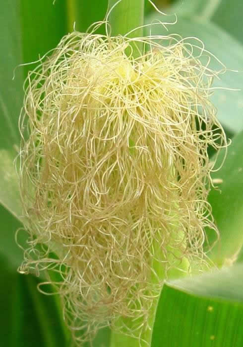 几十年糖尿病喝这东西竟好了(全文) 几十年糖尿病喝这东西竟好了(全文)