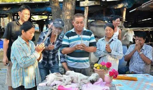 母牛生下奇异小牛 2个头6条腿（图）