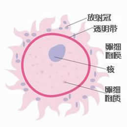 【怀孕1周】怀孕第一周胎儿图,孕妈1周详情介绍及怀孕一周症状 【怀孕1周】怀孕第一周胎儿图,孕妈1周详情介绍及怀孕一周症状