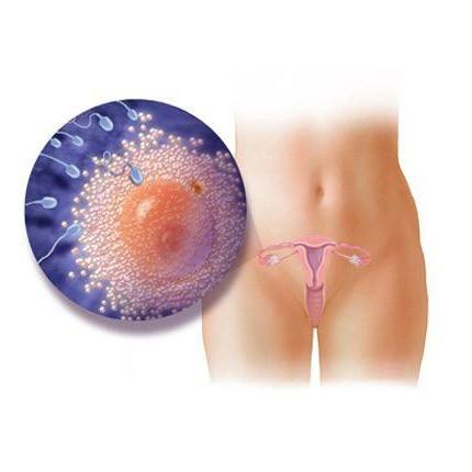 【怀孕1周】怀孕第一周胎儿图,孕妈1周详情介绍及怀孕一周症状 【怀孕1周】怀孕第一周胎儿图,孕妈1周详情介绍及怀孕一周症状