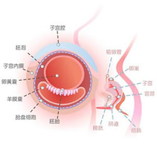 怀孕3周怀孕三周胎儿图怀孕3周孕妈症状反应注意事项