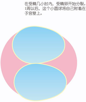 【怀孕3周】怀孕三周胎儿图，怀孕3周孕妈症状反应注意事项