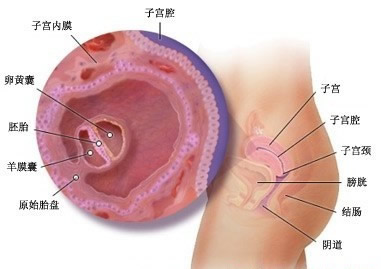 【怀孕3周】怀孕三周胎儿图，怀孕3周孕妈症状反应注意事项