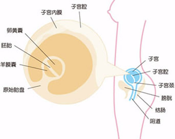 【怀孕4周】怀孕四周胎儿图，怀孕4周有什么反应及胎儿发育