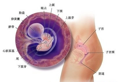【怀孕5周】怀孕五周胎儿图,怀孕5周孕妈饮食及注意事项 【怀孕5周】怀孕五周胎儿图,怀孕5周孕妈饮食及注意事项