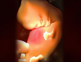 【怀孕7周】怀孕七周胎儿图,怀孕7周胎儿发育孕妈注意事项 【怀孕7周】怀孕七周胎儿图,怀孕7周胎儿发育孕妈注意事项