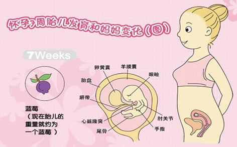 怀孕7周怀孕七周胎儿图怀孕7周胎儿发育及孕妈注意事项