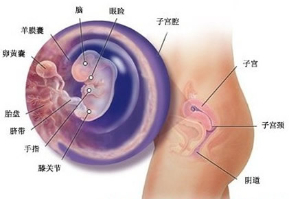 【怀孕7周】怀孕七周胎儿图,怀孕7周胎儿发育孕妈注意事项 【怀孕7周】怀孕七周胎儿图,怀孕7周胎儿发育孕妈注意事项