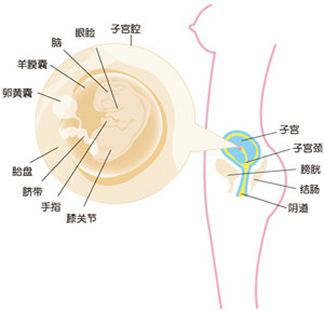 怀孕8周怀孕八周胎儿图怀孕8周反应及胎儿发育情况