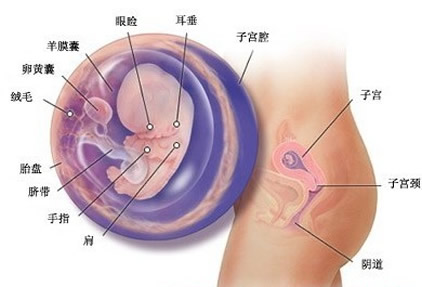 【怀孕8周】怀孕八周胎儿图，怀孕8周反应及胎儿发育情况