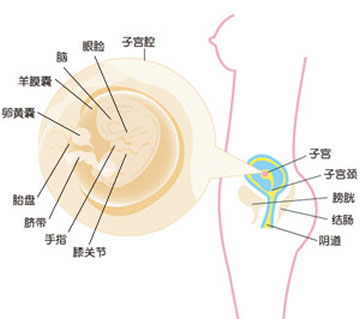 怀孕9周怀孕九周胎儿图怀孕9周孕妈反应及胎儿发育