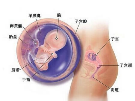 【怀孕9周】怀孕九周胎儿图，怀孕9周孕妈反应及胎儿发育
