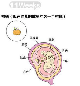 怀孕11周怀孕十一周胎儿图详解怀孕11周孕妈和胎儿变化