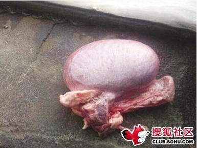 杀猪发现硬物:村民一夜暴富(图) 杀猪发现硬物:村民一夜暴富(图)