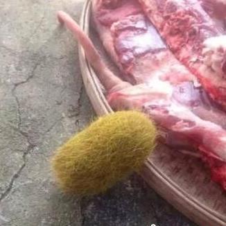 杀猪发现硬物:村民一夜暴富(图) 杀猪发现硬物:村民一夜暴富(图)