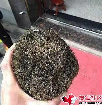 杀猪发现硬物:村民一夜暴富(图) 杀猪发现硬物:村民一夜暴富(图)