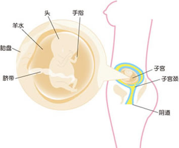 怀孕13周怀孕13周胎儿图怀孕十三周胎儿发育标准