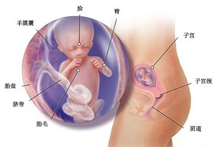 【怀孕13周】怀孕13周胎儿图,怀孕十三周胎儿发育标准 【怀孕13周】怀孕13周胎儿图,怀孕十三周胎儿发育标准