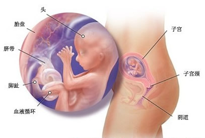 【怀孕15周】怀孕第15周胎儿图,怀孕15周孕妈应注意什么 【怀孕15周】怀孕第15周胎儿图,怀孕15周孕妈应注意什么