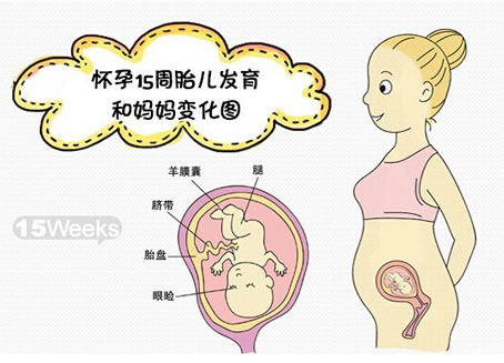 准妈注意事项】怀孕15周时,由于婴儿发育比较快,可能会加重妈妈的负担