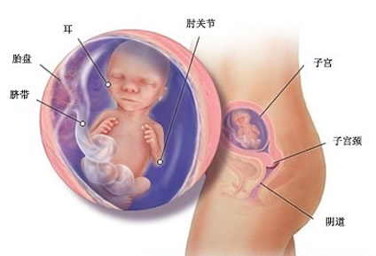 【怀孕16周】怀孕第16周胎儿发育图，怀孕16周症状详情介绍