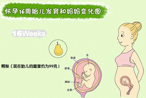 怀孕16周怀孕第16周胎儿发育图怀孕16周症状详情介绍