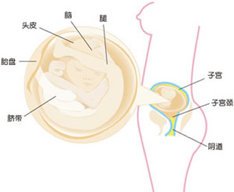 【怀孕19周】怀孕十九周胎儿图,怀孕19周胎动,饮食注意事项