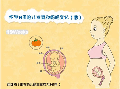 【怀孕19周】怀孕十九周胎儿图，怀孕19周胎动、饮食注意事项