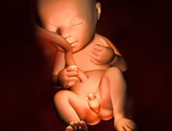 【怀孕20周】怀孕二十周胎儿图，怀孕20周饮食注意详情介绍