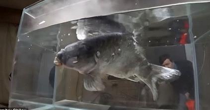 男子把鱼放干冰冷冻 奇迹出现了（图）