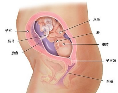 【怀孕21周】怀孕二十一周胎儿图,怀孕21周胎儿胎动、注意事项 【怀孕21周】怀孕二十一周胎儿图,怀孕21周胎儿胎动、注意事项
