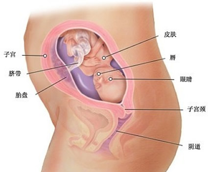 【怀孕22周】怀孕二十二周胎儿图,怀孕22周孕妈注意事项 【怀孕22周】怀孕二十二周胎儿图,怀孕22周孕妈注意事项