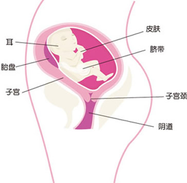 【怀孕23周】怀孕23周胎儿图，怀孕23周胎儿发育状况情况