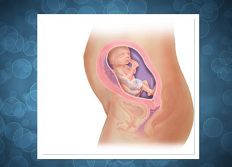 【怀孕23周】怀孕23周胎儿图,怀孕23周胎儿发育状况情况