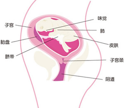 【怀孕24周】怀孕24周胎儿发育标准图，怀孕24周准妈注意事项