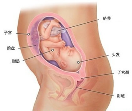 【怀孕24周】怀孕24周胎儿发育标准图，怀孕24周准妈注意事项