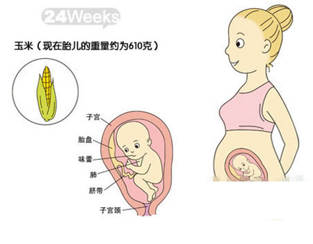 【怀孕24周】怀孕24周胎儿发育标准图，怀孕24周准妈注意事项