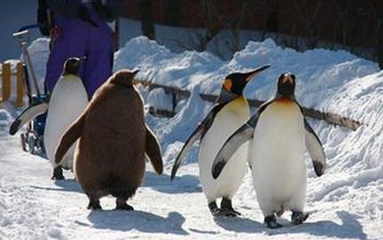 最恐怖7张嘴:有种鱼专吃人的睾丸(图) 最恐怖7张嘴:有种鱼专吃人的睾丸(图)