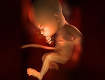怀孕29周怀孕29周胎儿图怀孕29周胎动及注意事项