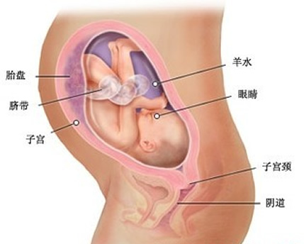 【怀孕29周】怀孕29周胎儿图，怀孕29周胎动及注意事项