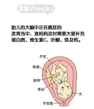 【怀孕29周】怀孕29周胎儿图，怀孕29周胎动及注意事项