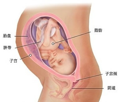 【怀孕30周】怀孕三十周胎儿图，怀孕30周胎动、注意事项