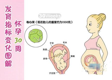 【怀孕30周】怀孕三十周胎儿图，怀孕30周胎动、注意事项
