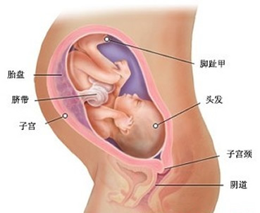 【怀孕31周】怀孕三十一周胎儿图,怀孕31准妈妈注意事项