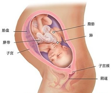 【怀孕33周】怀孕33周胎儿图,怀孕33周孕妈症状、注意事项 【怀孕33周】怀孕33周胎儿图,怀孕33周孕妈症状、注意事项