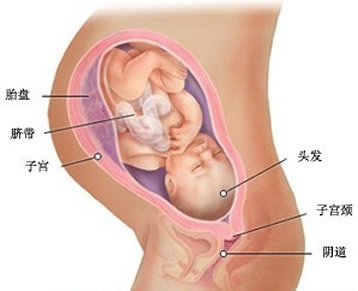 【怀孕36周】怀孕三十六周胎儿图，怀孕36周胎儿发育、胎动图